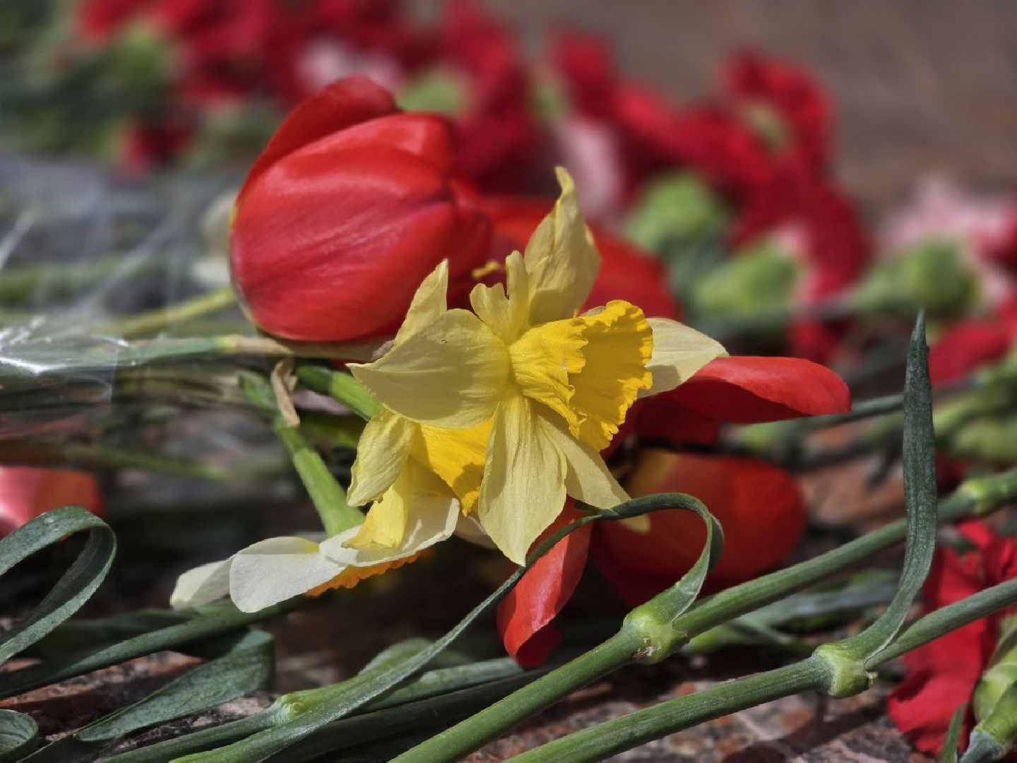 можайск, можайский муниципальный округ, подмосковье, день победы, благоустройство, украсили округ к 9 мая,
