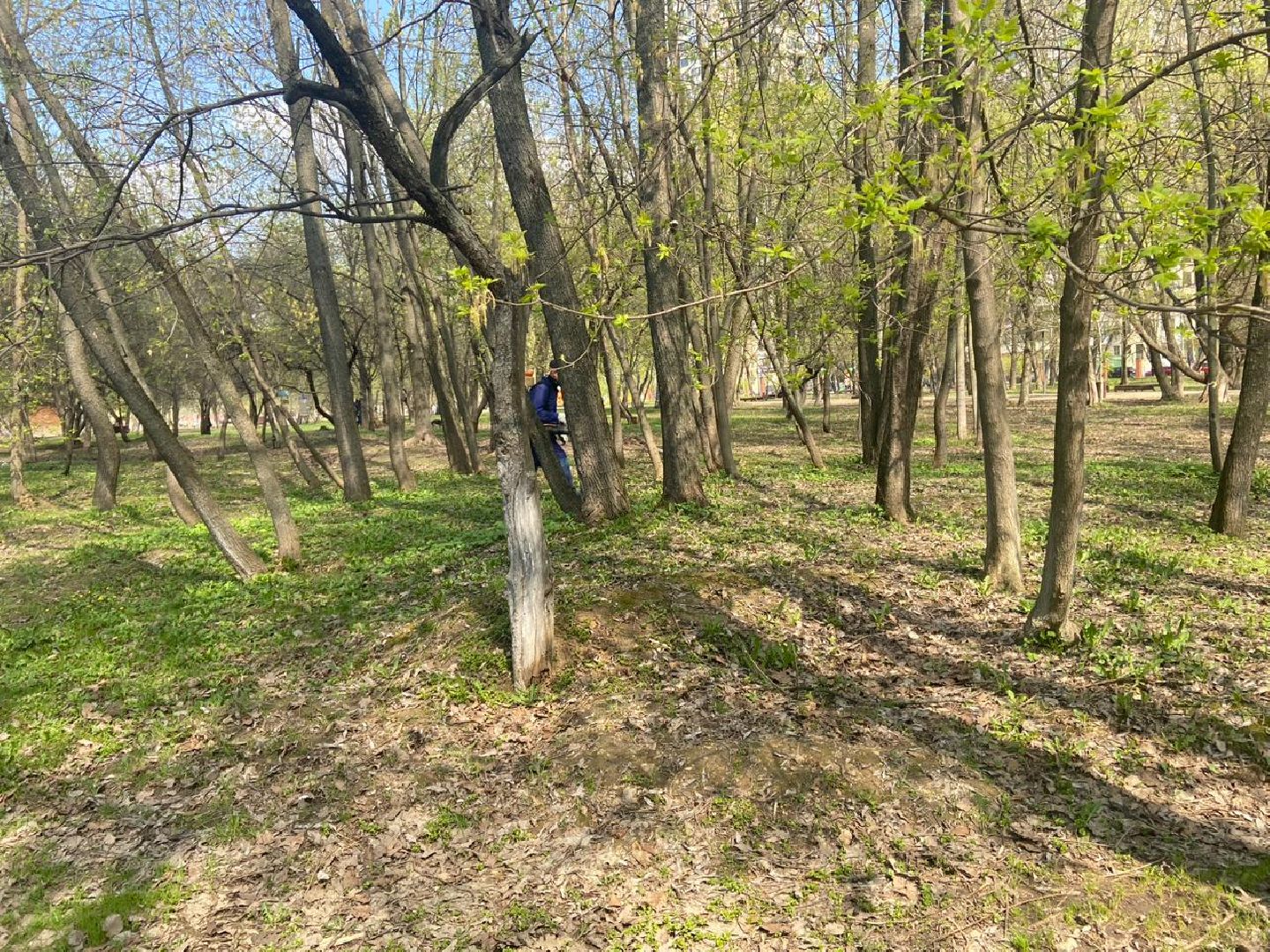 Реутов, центральный парк, клещи, обработка, природа, экология