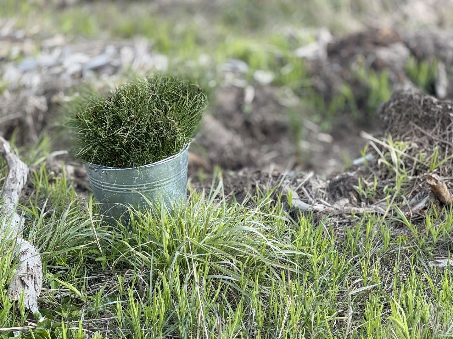 фк родина, балашиха, сад памяти,