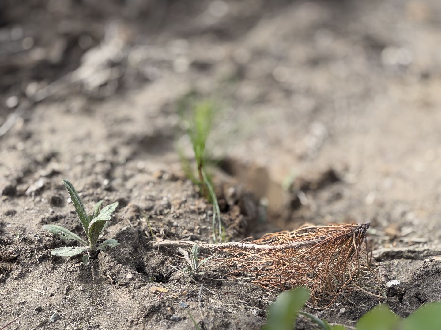 фк родина, балашиха, сад памяти,