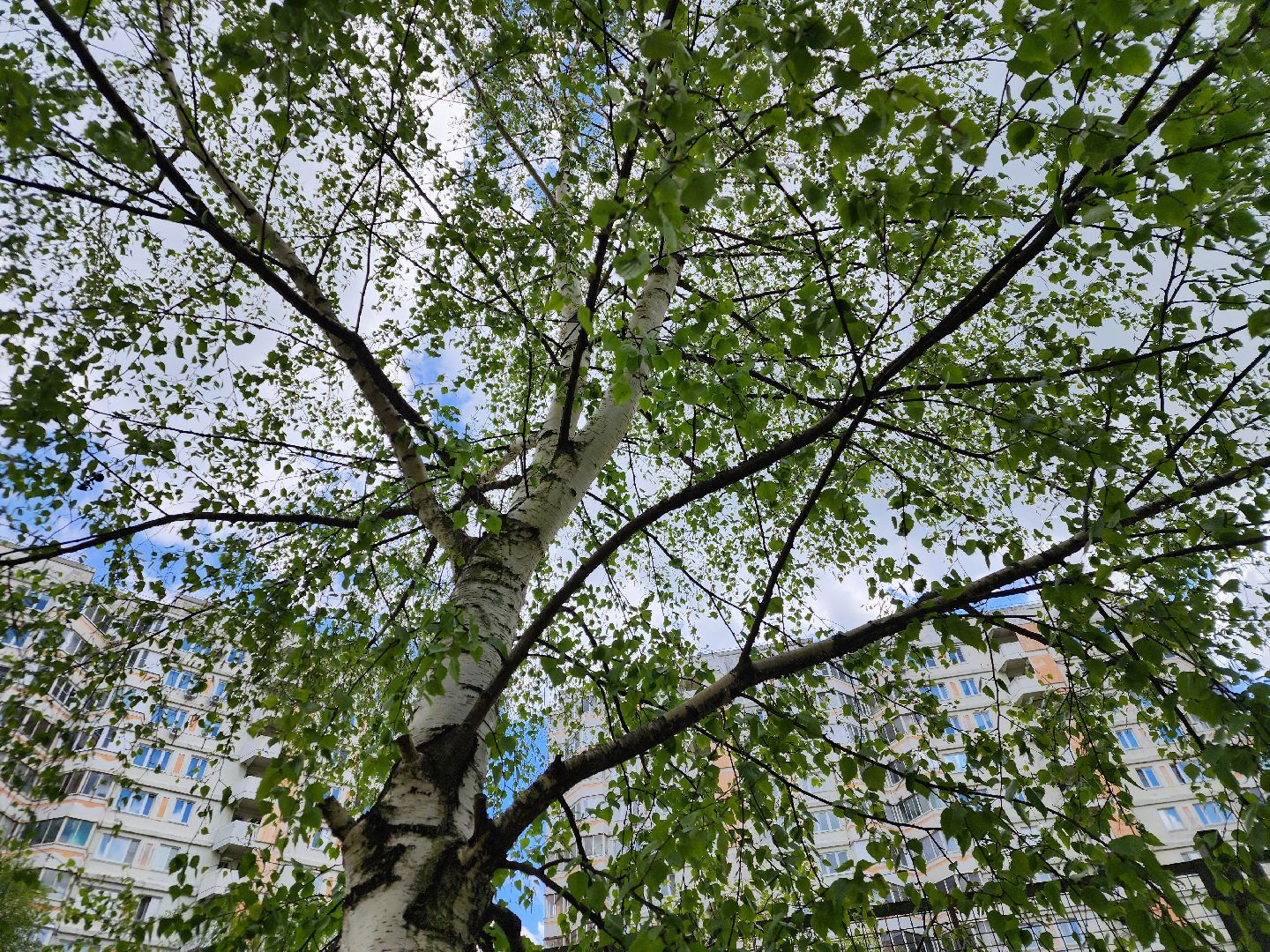 Подольск , аллергия, Пыльца березы, Полиноз,