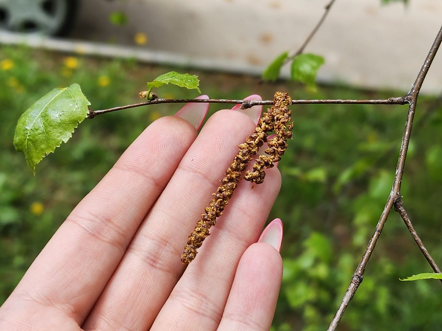 Подольск , аллергия, Пыльца березы, Полиноз,