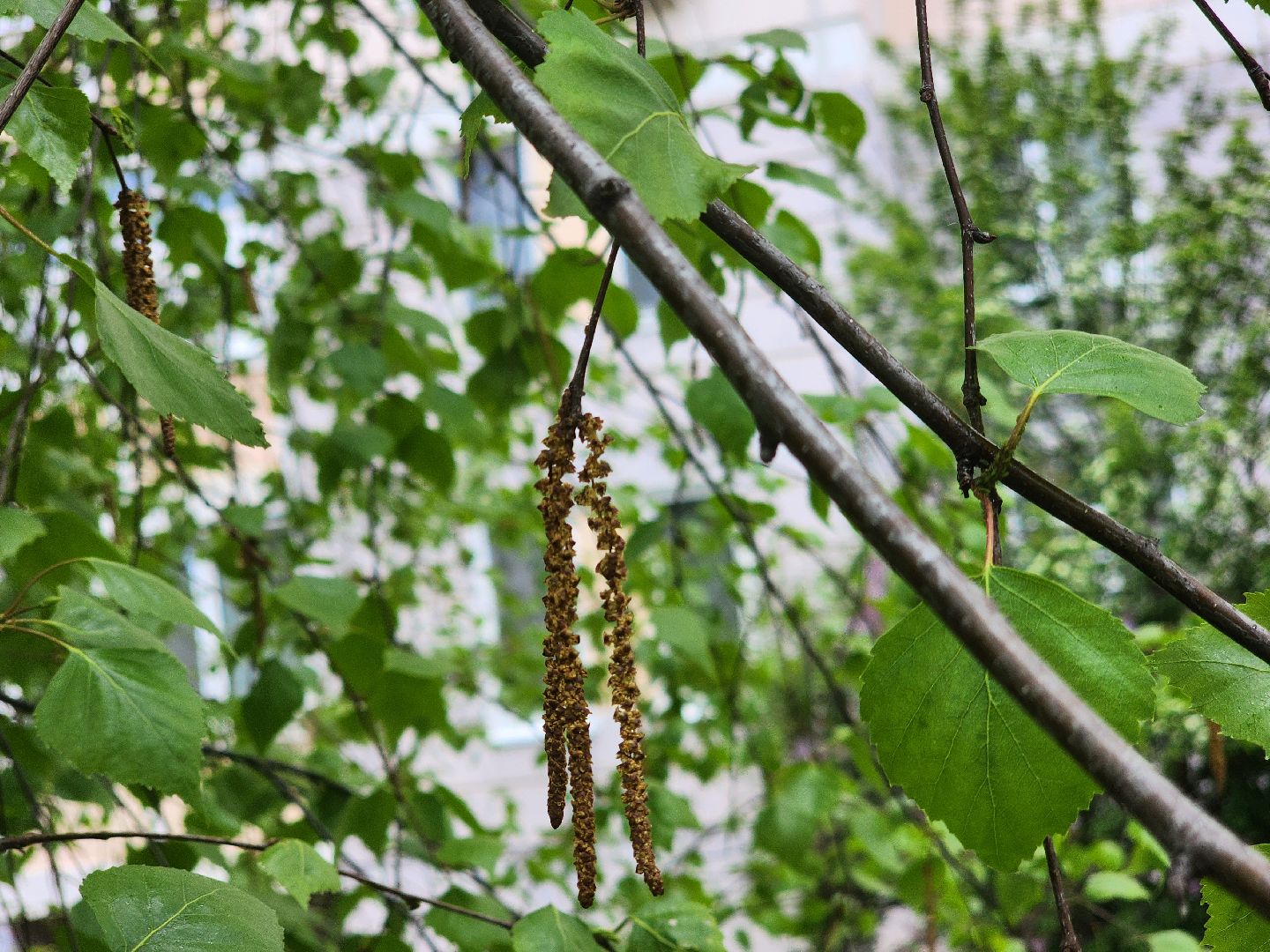 Подольск , аллергия, Пыльца березы, Полиноз,
