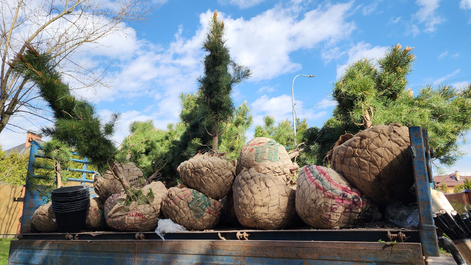 сад памяти, экологическая акция, экология, лосино-петровский,