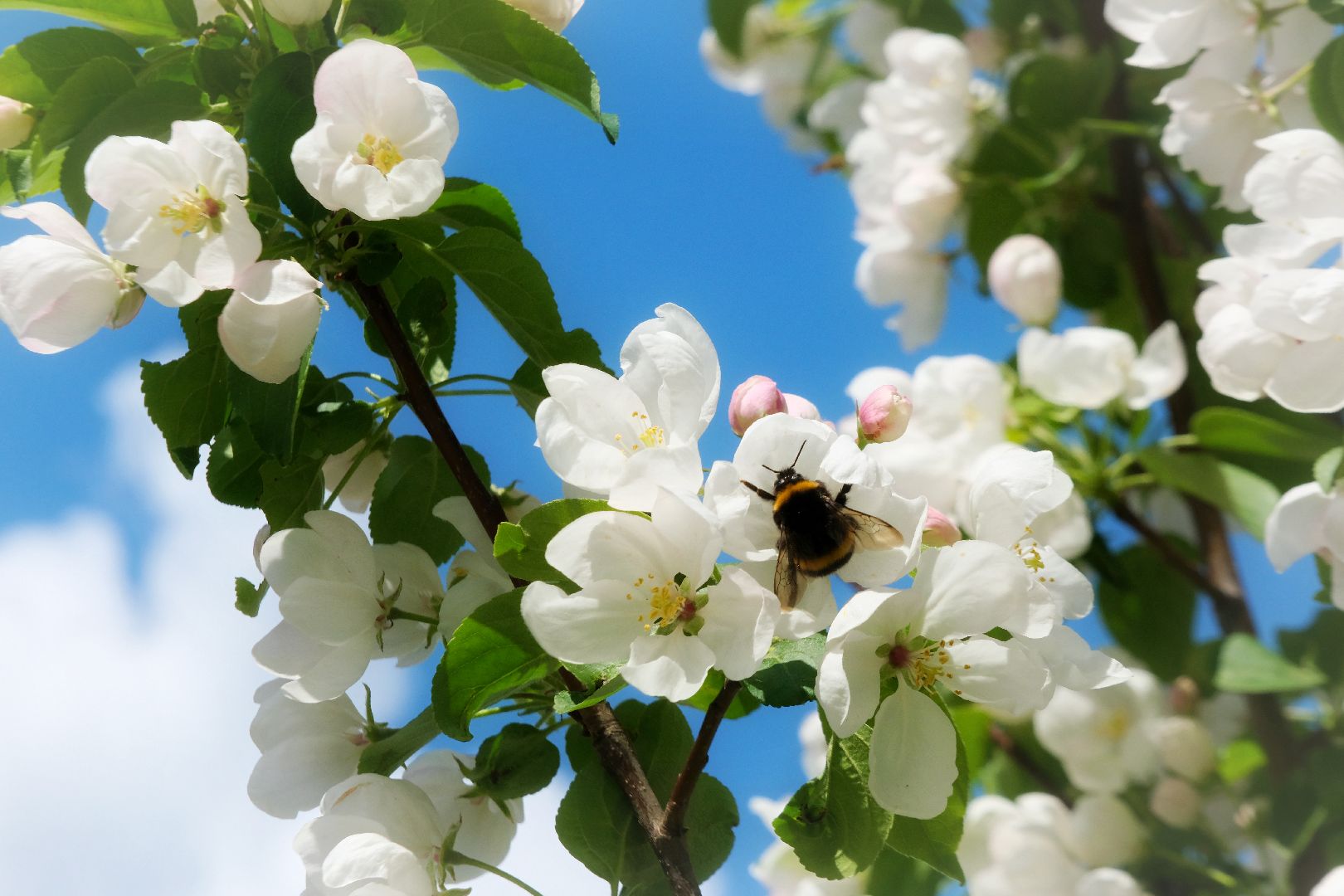 пущино, благоустройсво, серпухов,