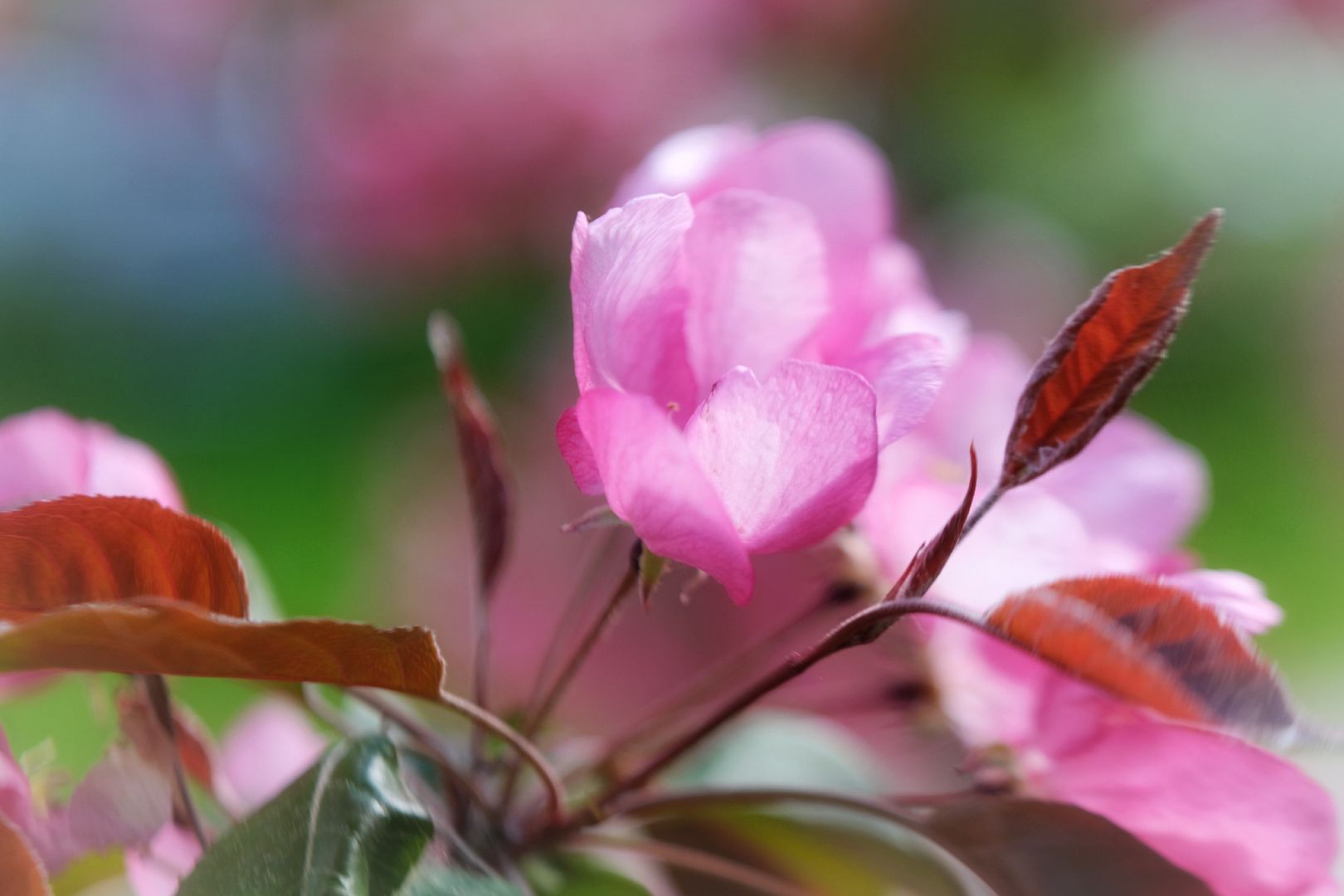 пущино, благоустройсво, серпухов,