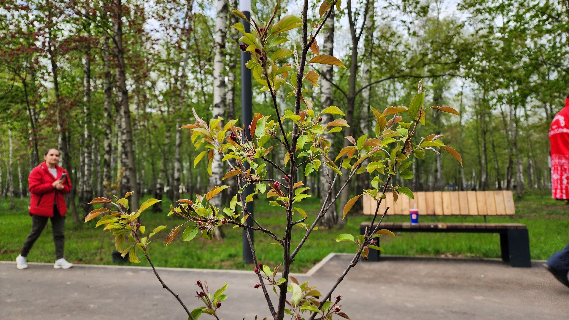 сад памяти, Лобня, Высадка деревьев ,