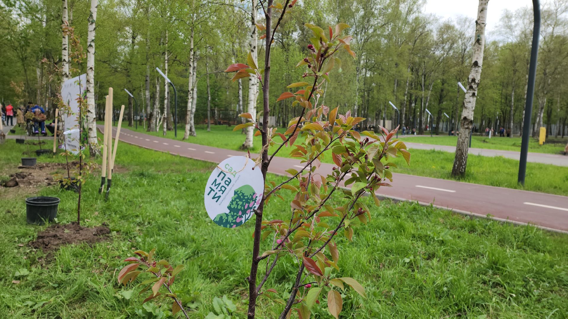 сад памяти, Лобня, Высадка деревьев ,
