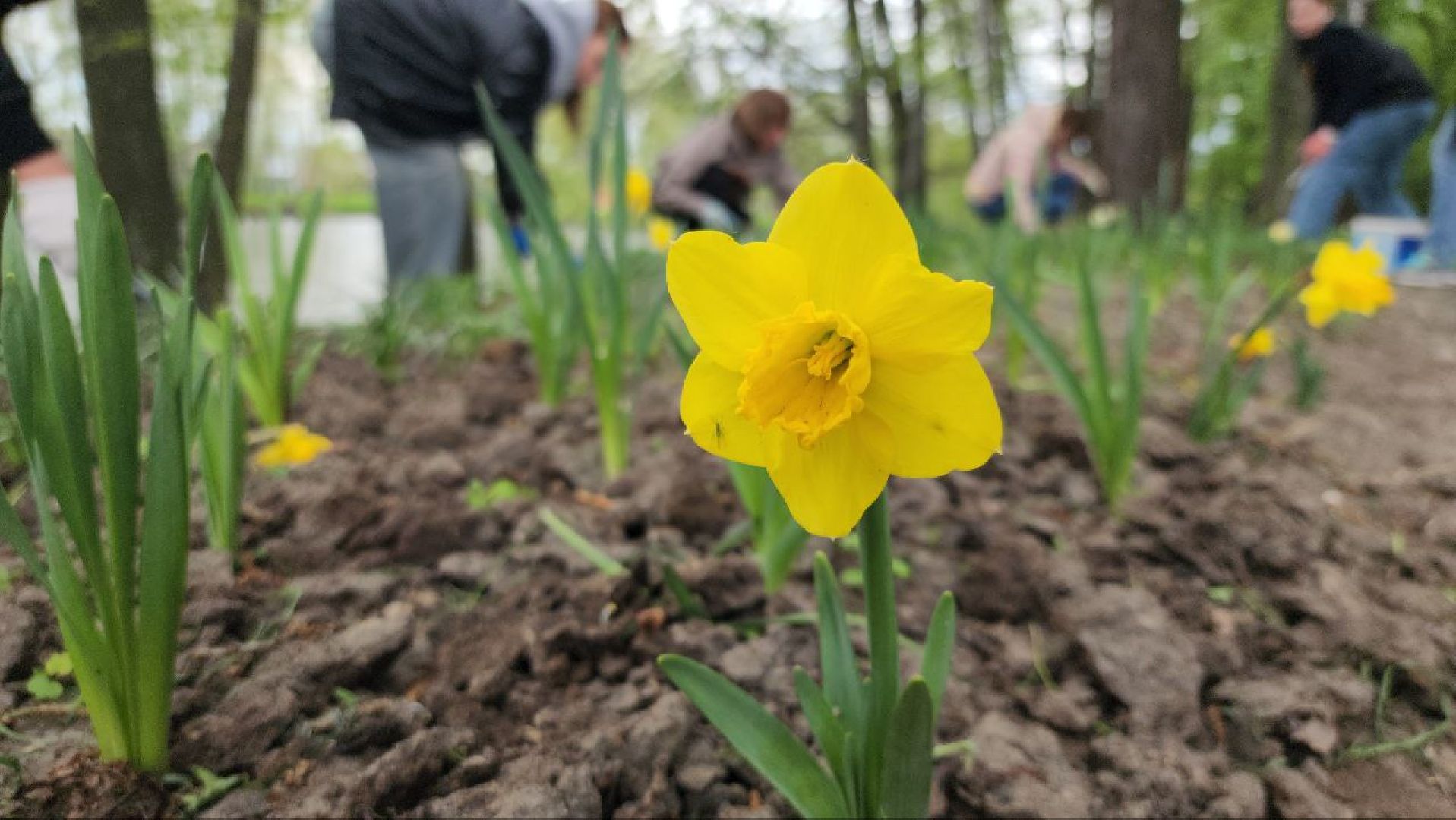 Луховицы #СадПамяти2024 #80летПобеды #ЖиваяПамять #Экология #ВолонтерыМО #ПомнимГордимся #НаследиеПобеды,