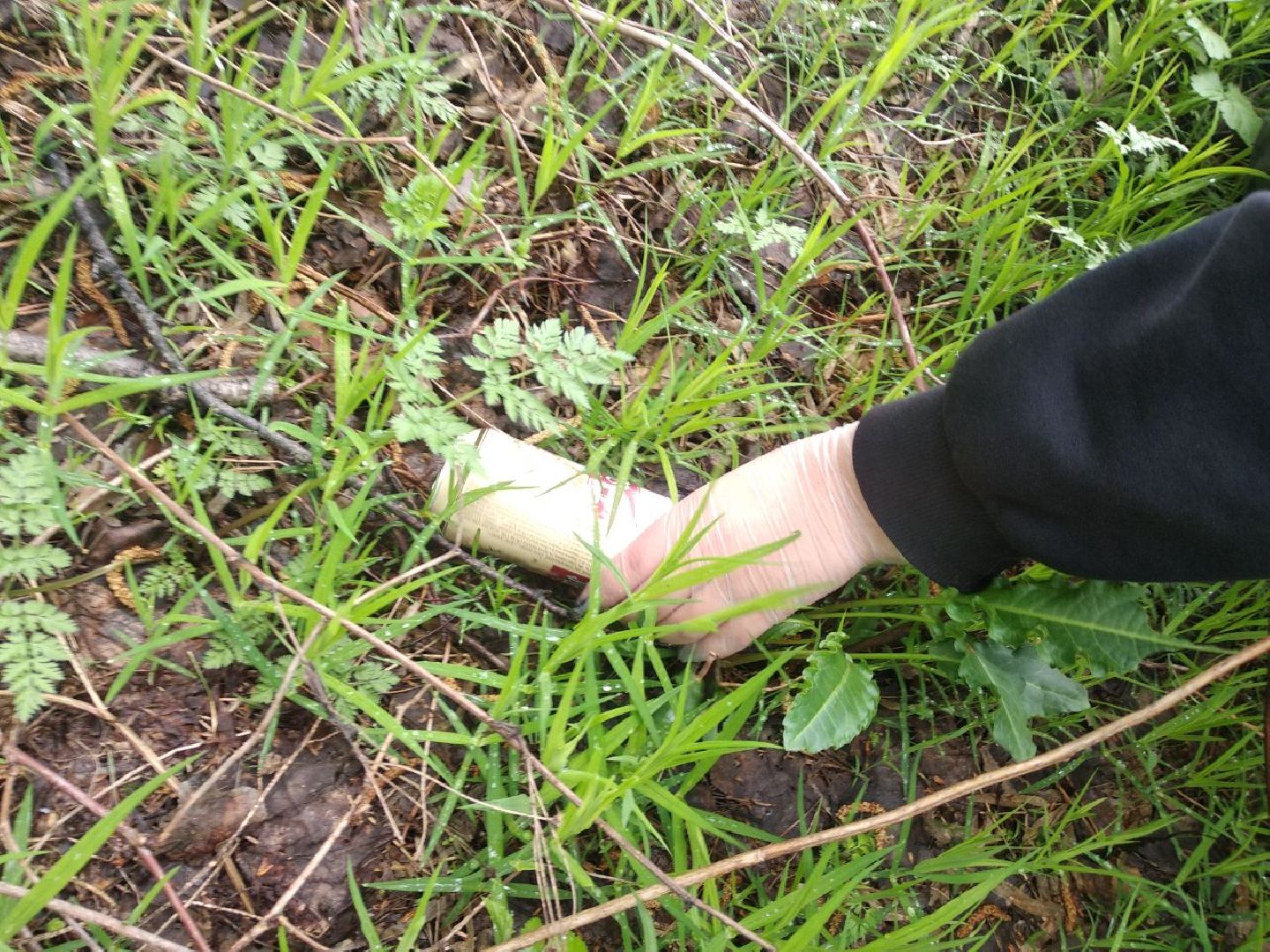 Дмитров, ЦЗВС, плоггинг