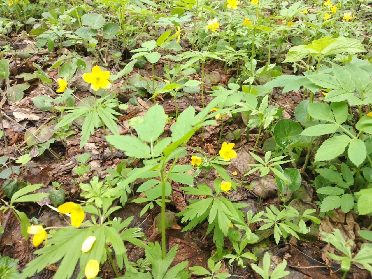 Дмитров, ЦЗВС, плоггинг