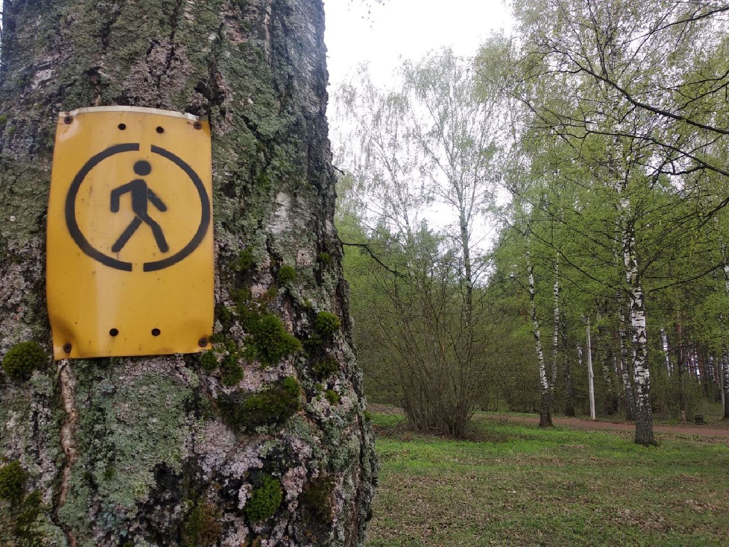 Дмитров, ЦЗВС, плоггинг