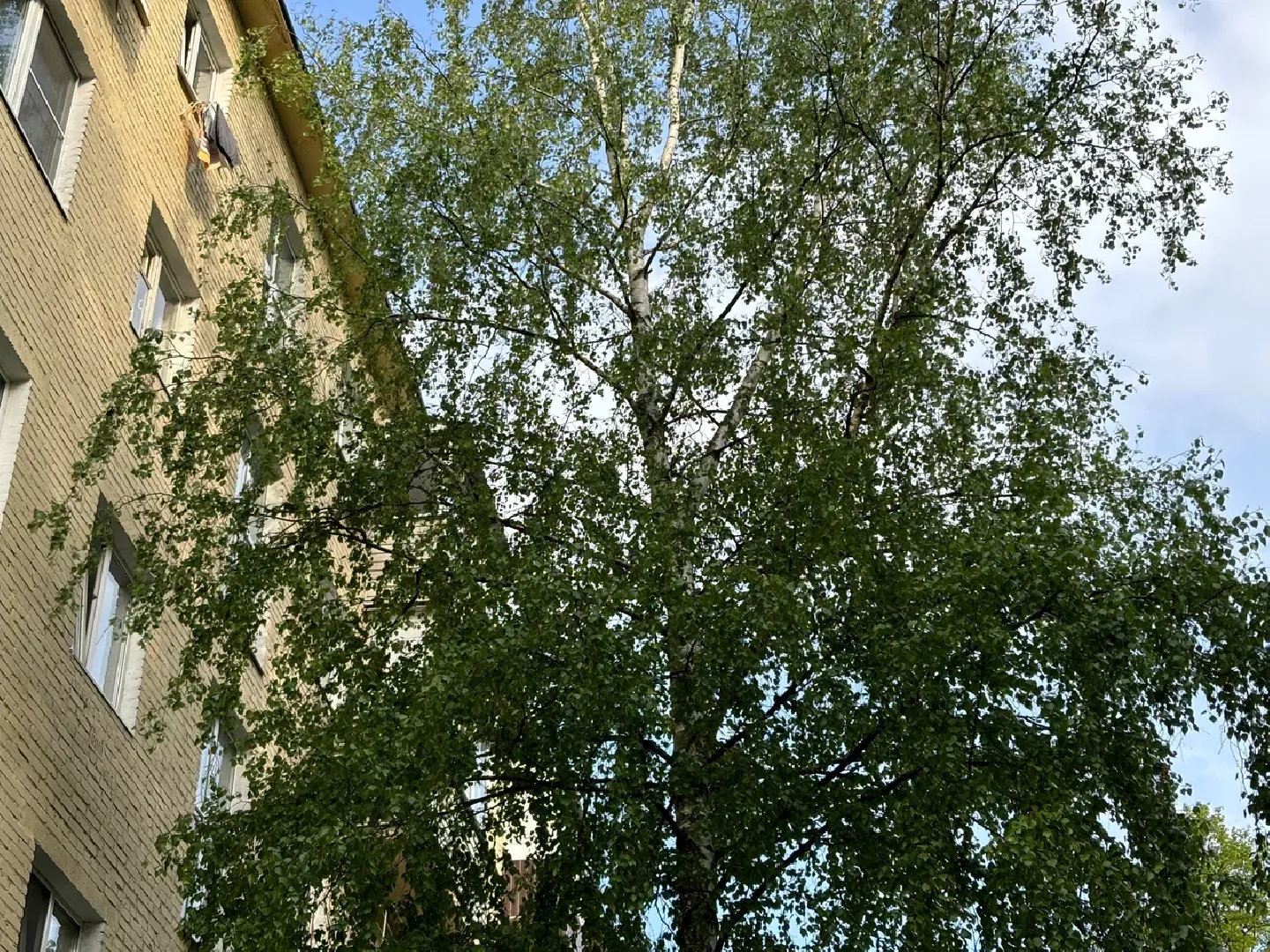 шаховская, пыльца березы, аллергия, аллерголог,