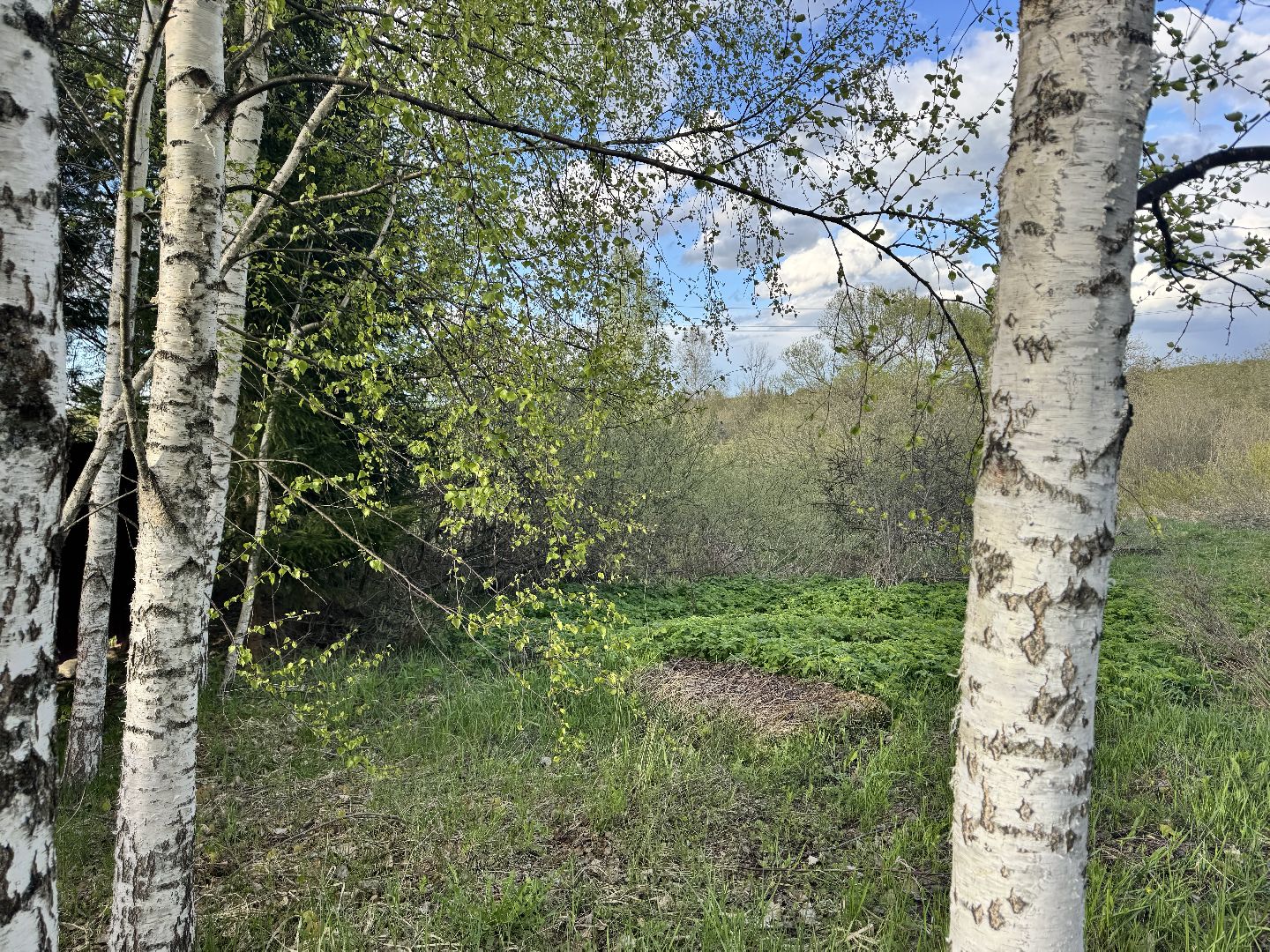 шаховская, пыльца березы, аллергия, аллерголог,