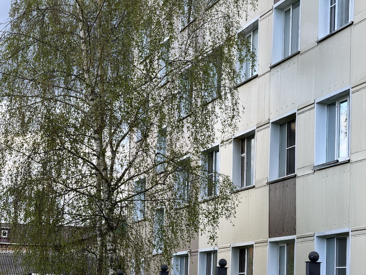 шаховская, пыльца березы, аллергия, аллерголог,