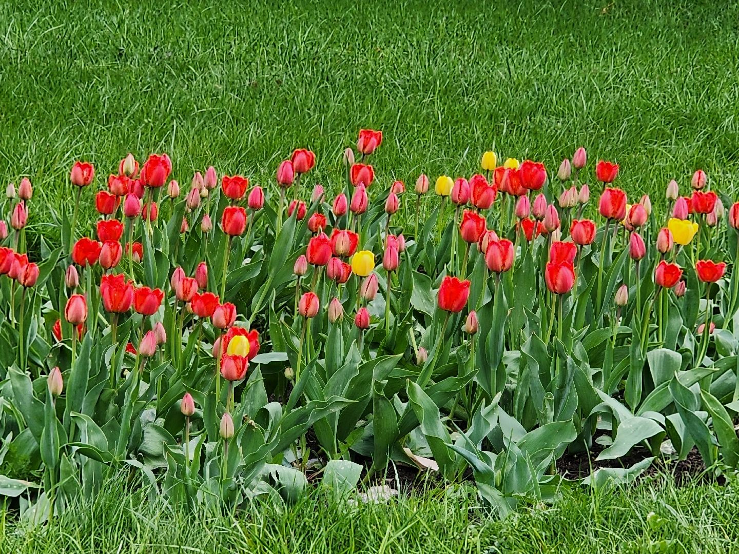 сергиево-посадский городской округ, пересвет, площадь пухова, украшают город, 9 мая день победы, 80-летие победы,
