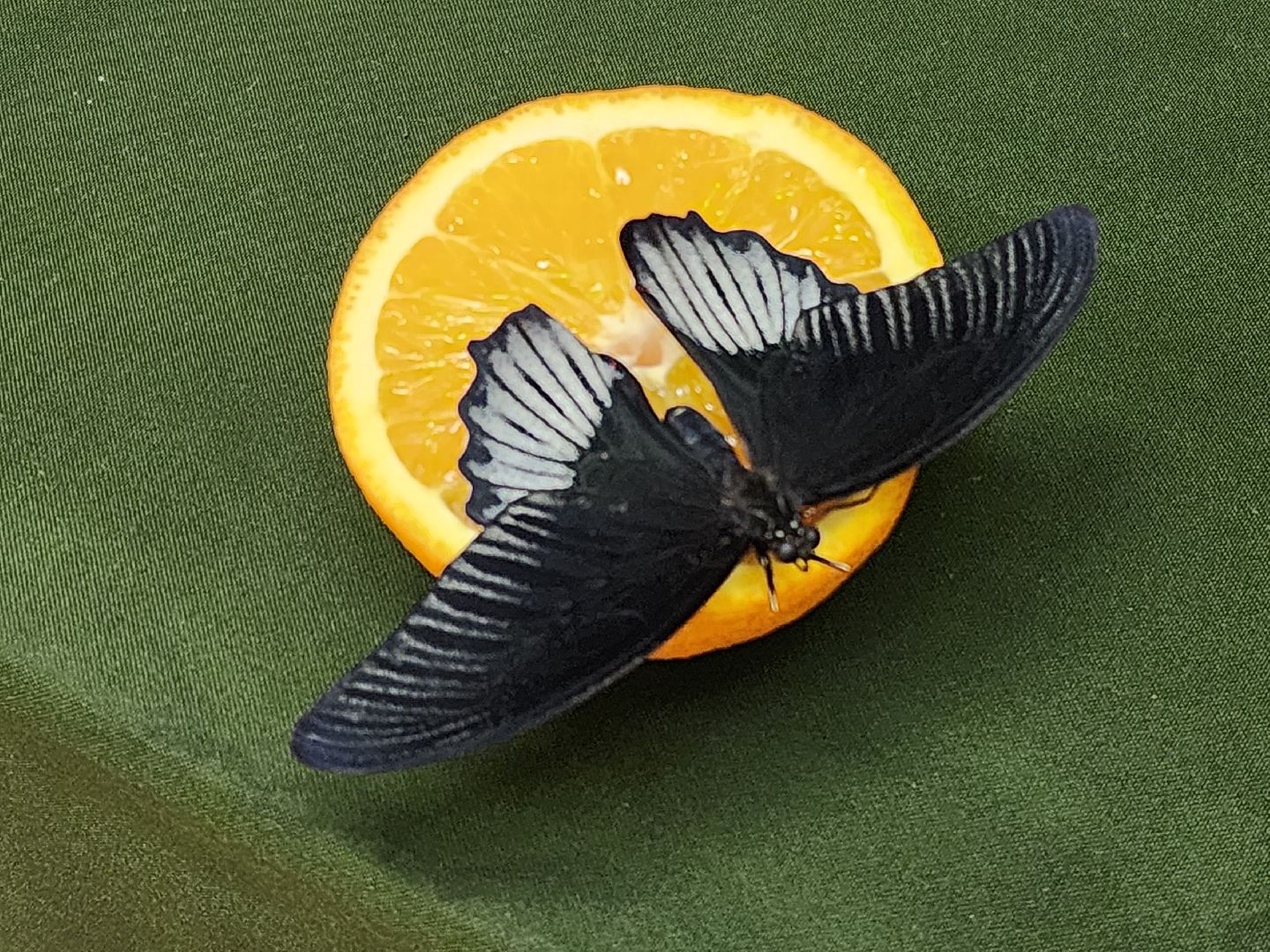 Подольск , бабочки, Выставка,