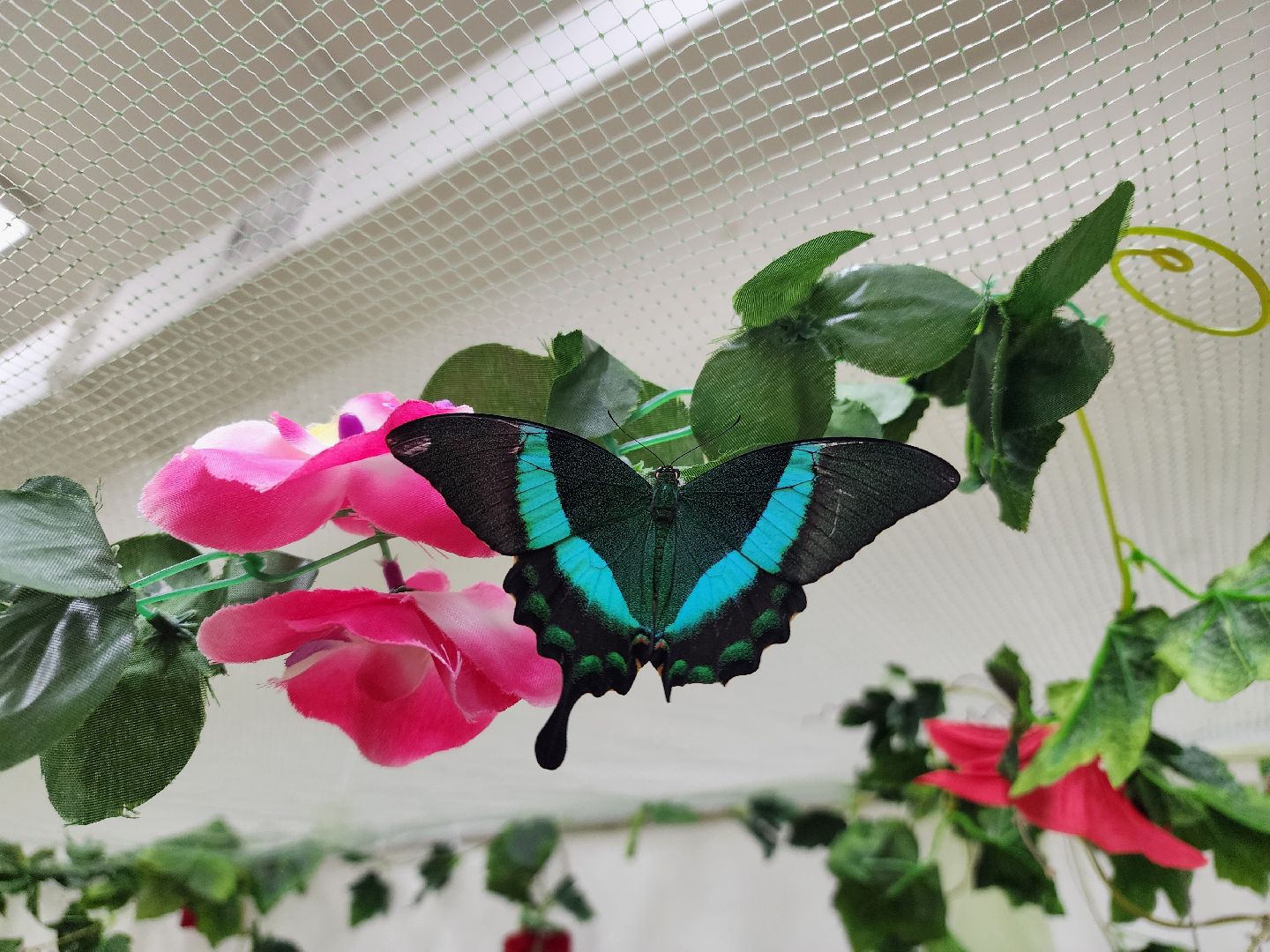 Подольск , бабочки, Выставка,