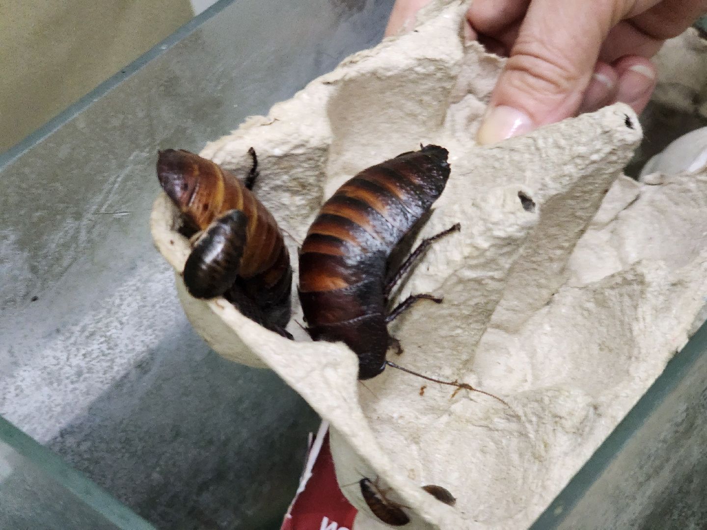 Подольск , бабочки, Выставка,