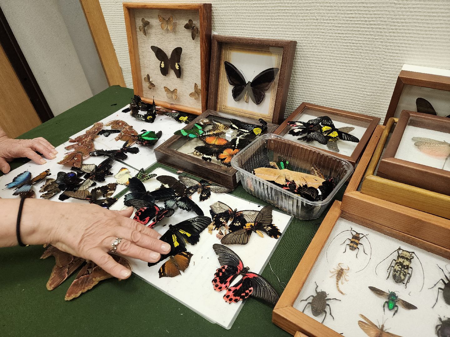 Подольск , бабочки, Выставка,