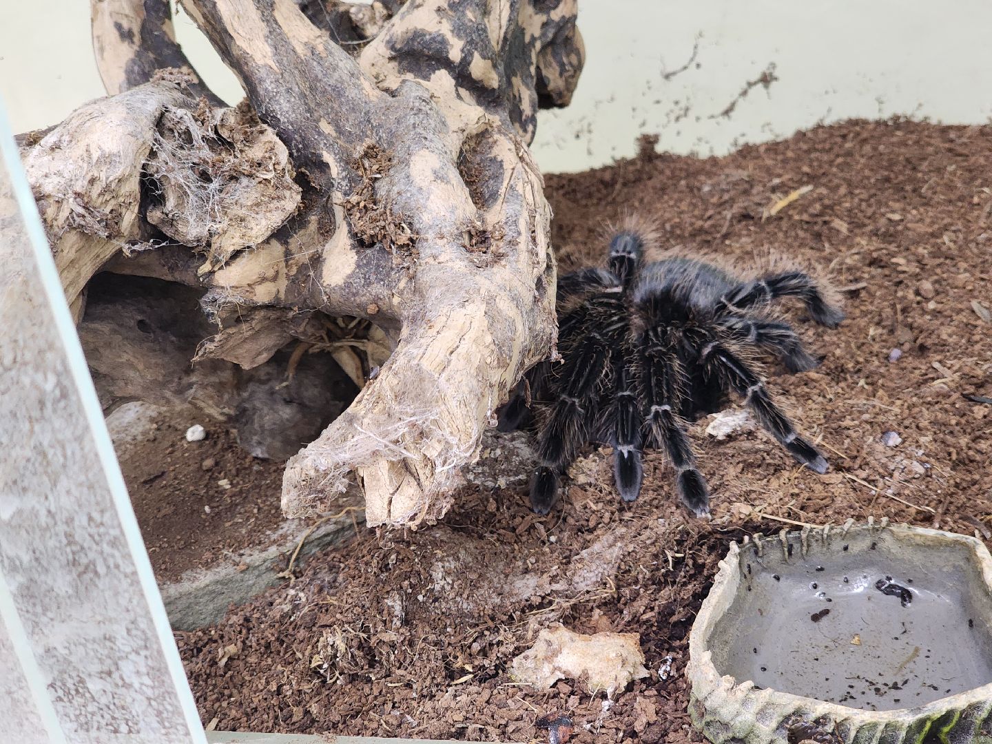 Подольск , бабочки, Выставка,