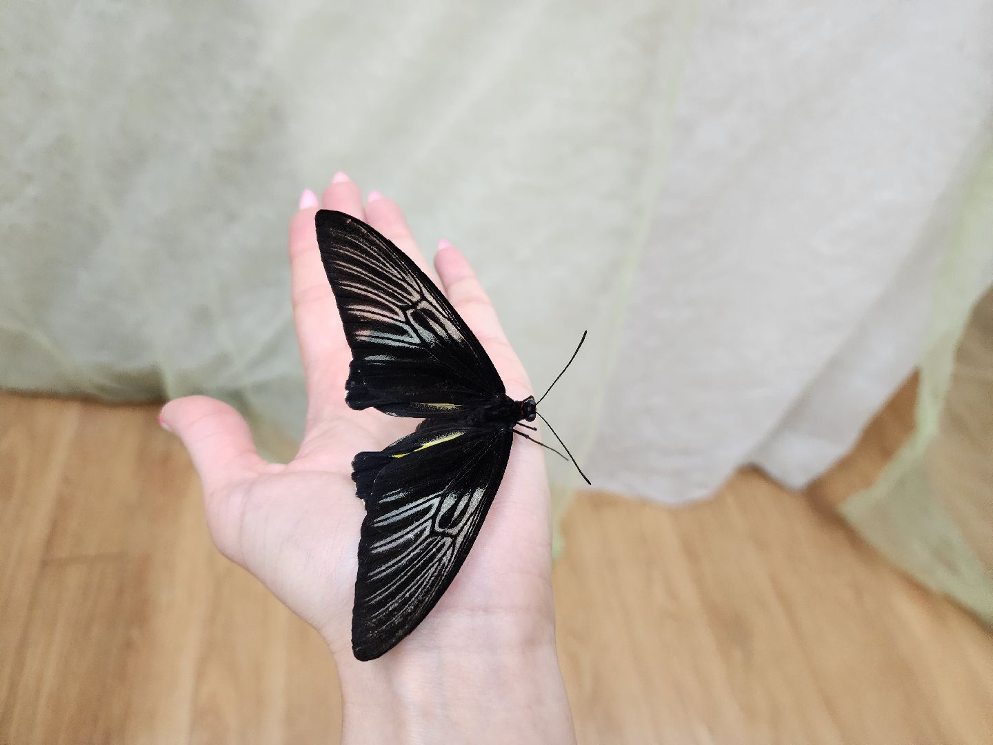 Подольск , бабочки, Выставка,