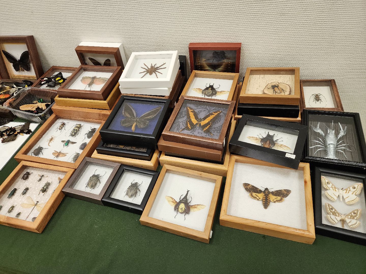 Подольск , бабочки, Выставка,