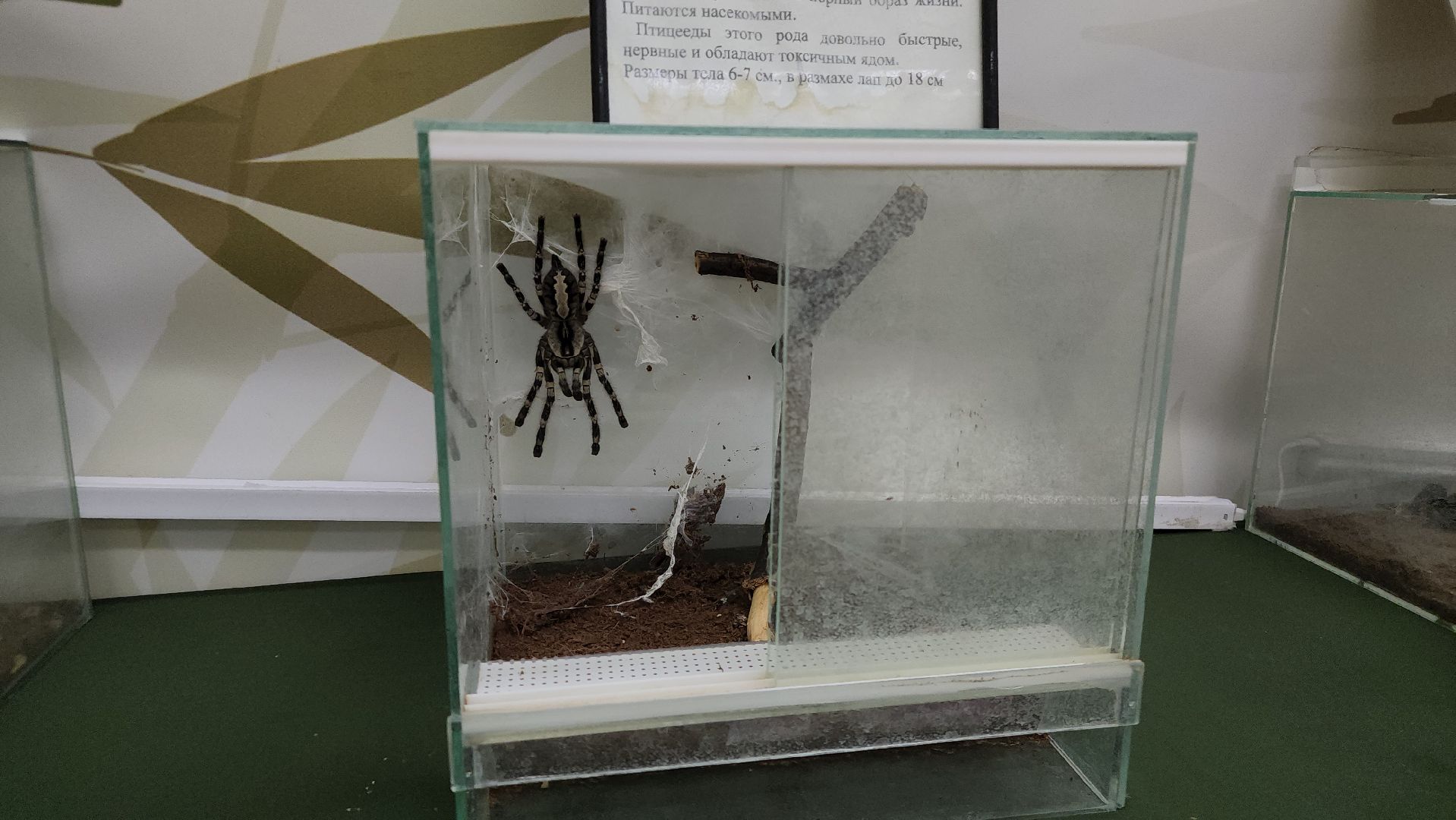 Подольск , бабочки, Выставка,