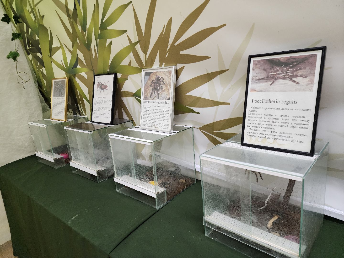 Подольск , бабочки, Выставка,