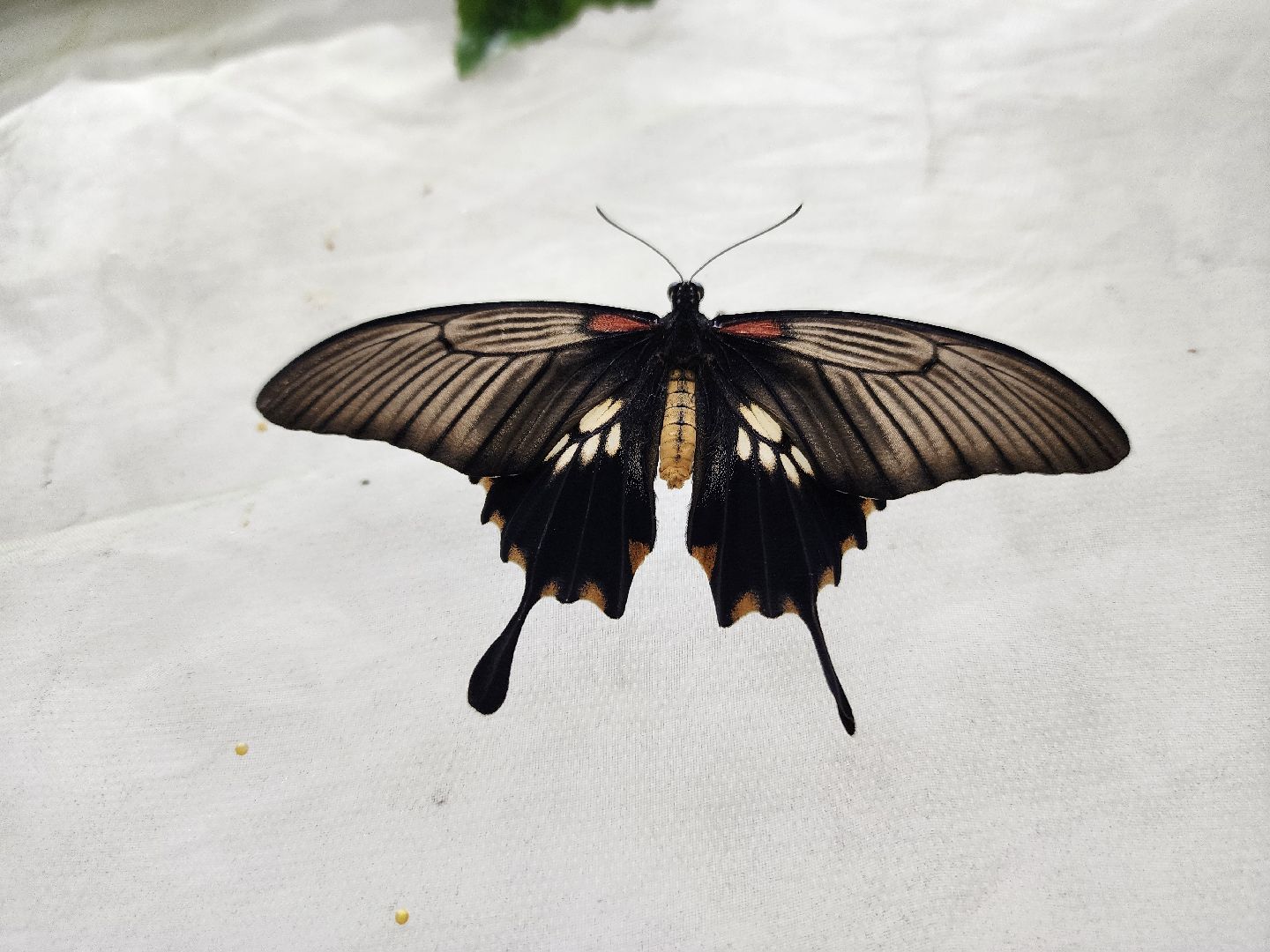 Подольск , бабочки, Выставка,