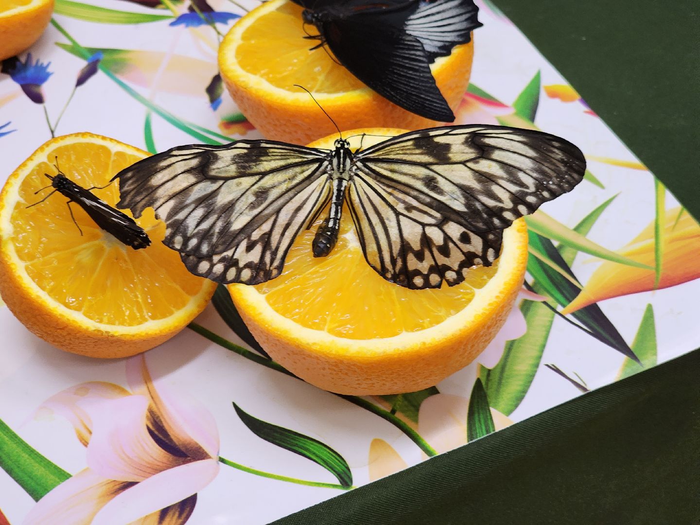 Подольск , бабочки, Выставка,