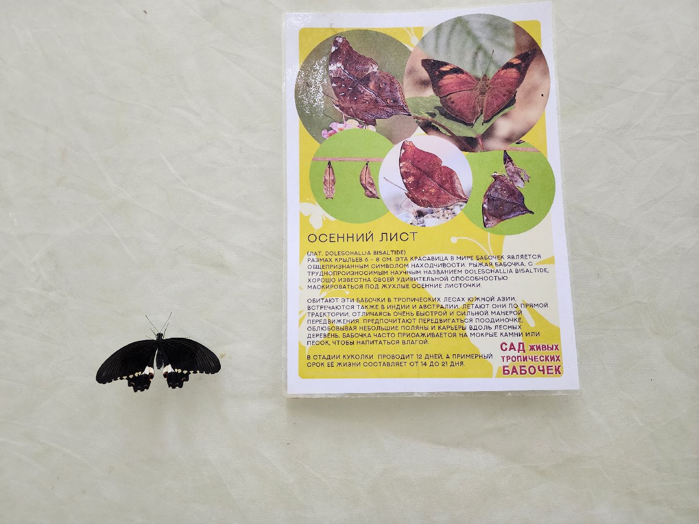 Подольск , бабочки, Выставка,