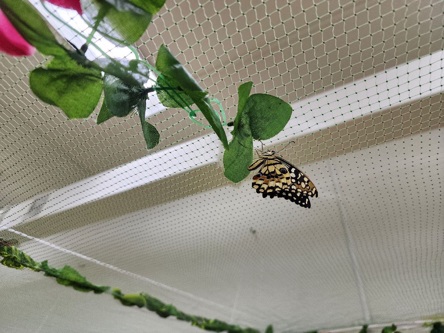 Подольск , бабочки, Выставка,