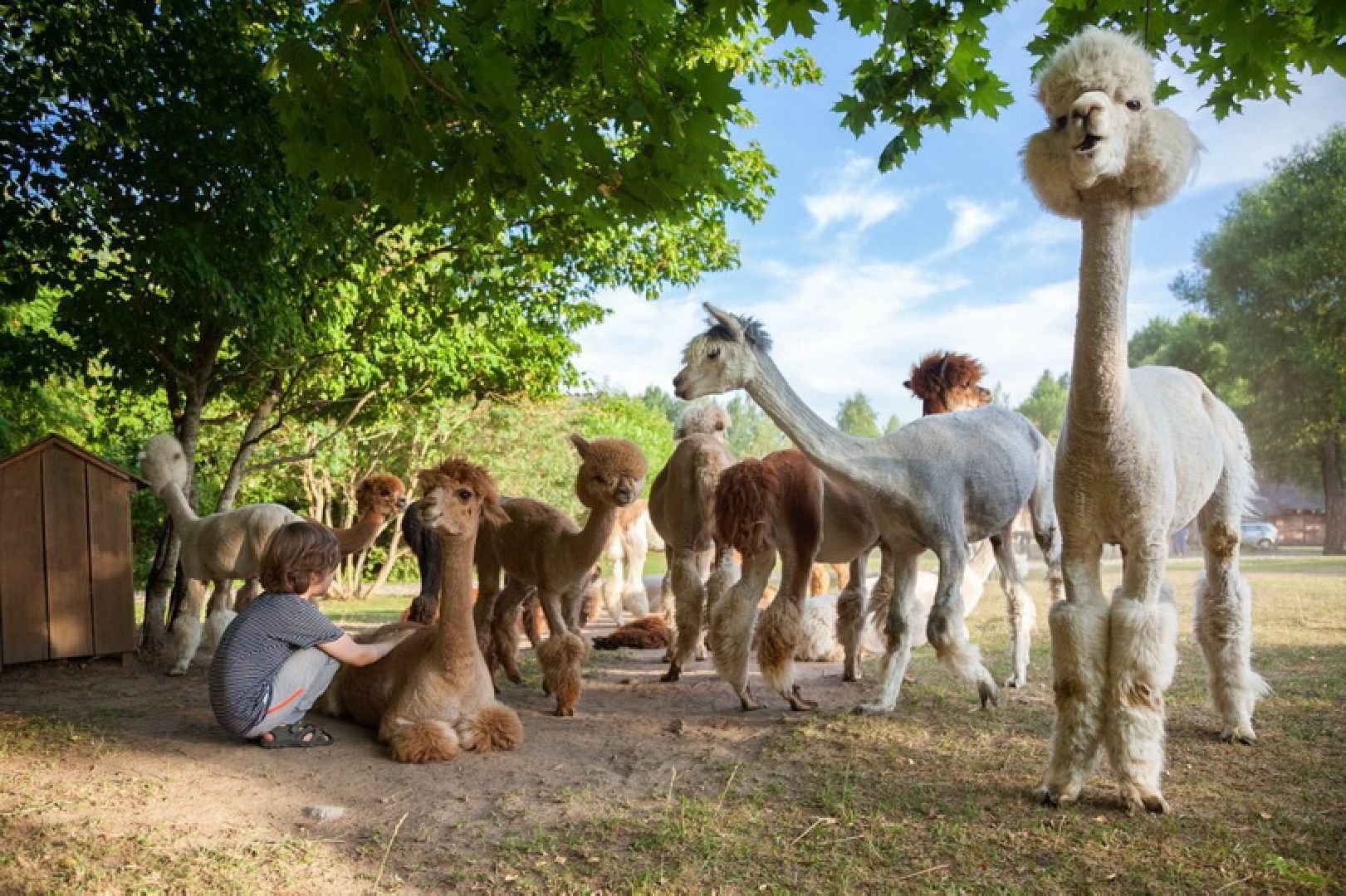 Дмитров, Лето в Подмосковье, Дмитровский кремль, Парк Березовая роща