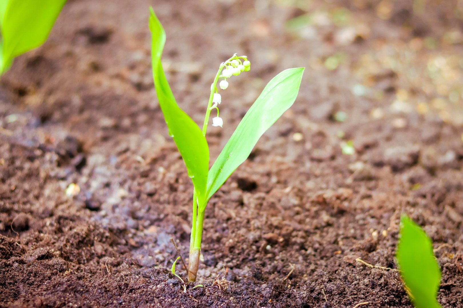 клин, общество, благоустройство, чайковский, ландыши, культура,