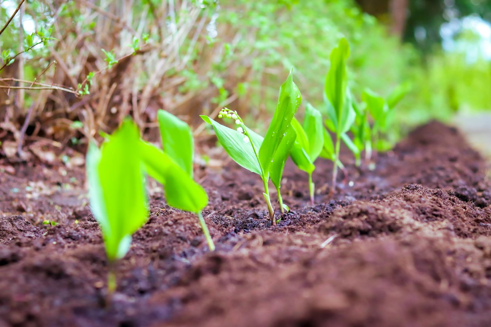 клин, общество, благоустройство, чайковский, ландыши, культура,