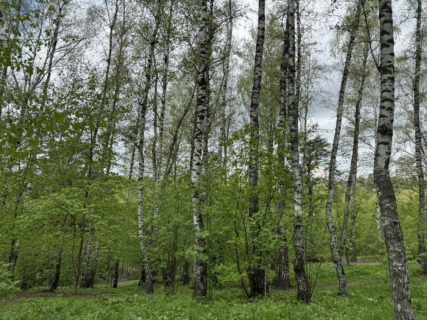 цветение, сезонная аллергия, врач аллерголог-иммунолог, ленинский городской округ,