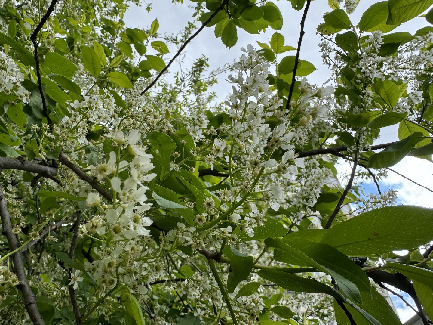 цветение, сезонная аллергия, врач аллерголог-иммунолог, ленинский городской округ,