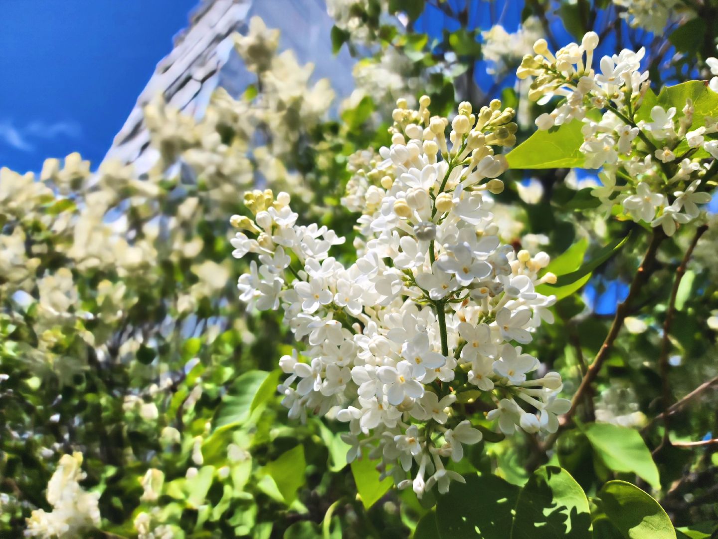 пущино, серпухов, сад победы, экология, сирень,