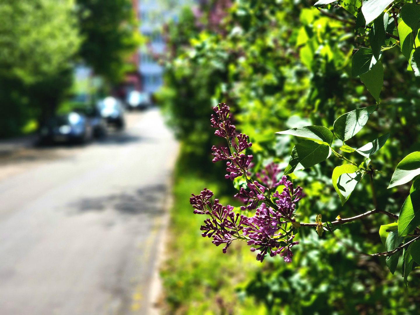 пущино, серпухов, сад победы, экология, сирень,