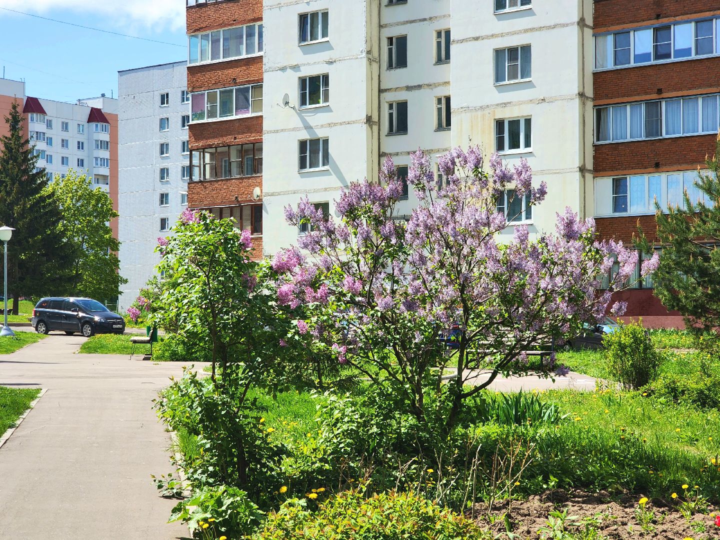 пущино, серпухов, сад победы, экология, сирень,