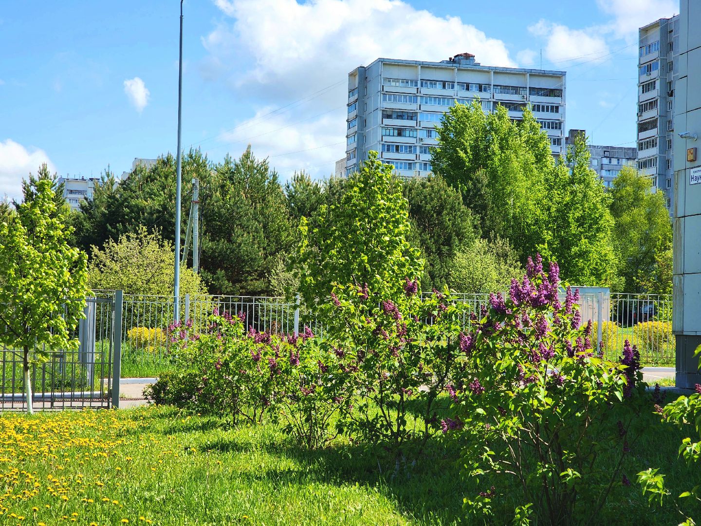 пущино, серпухов, сад победы, экология, сирень,