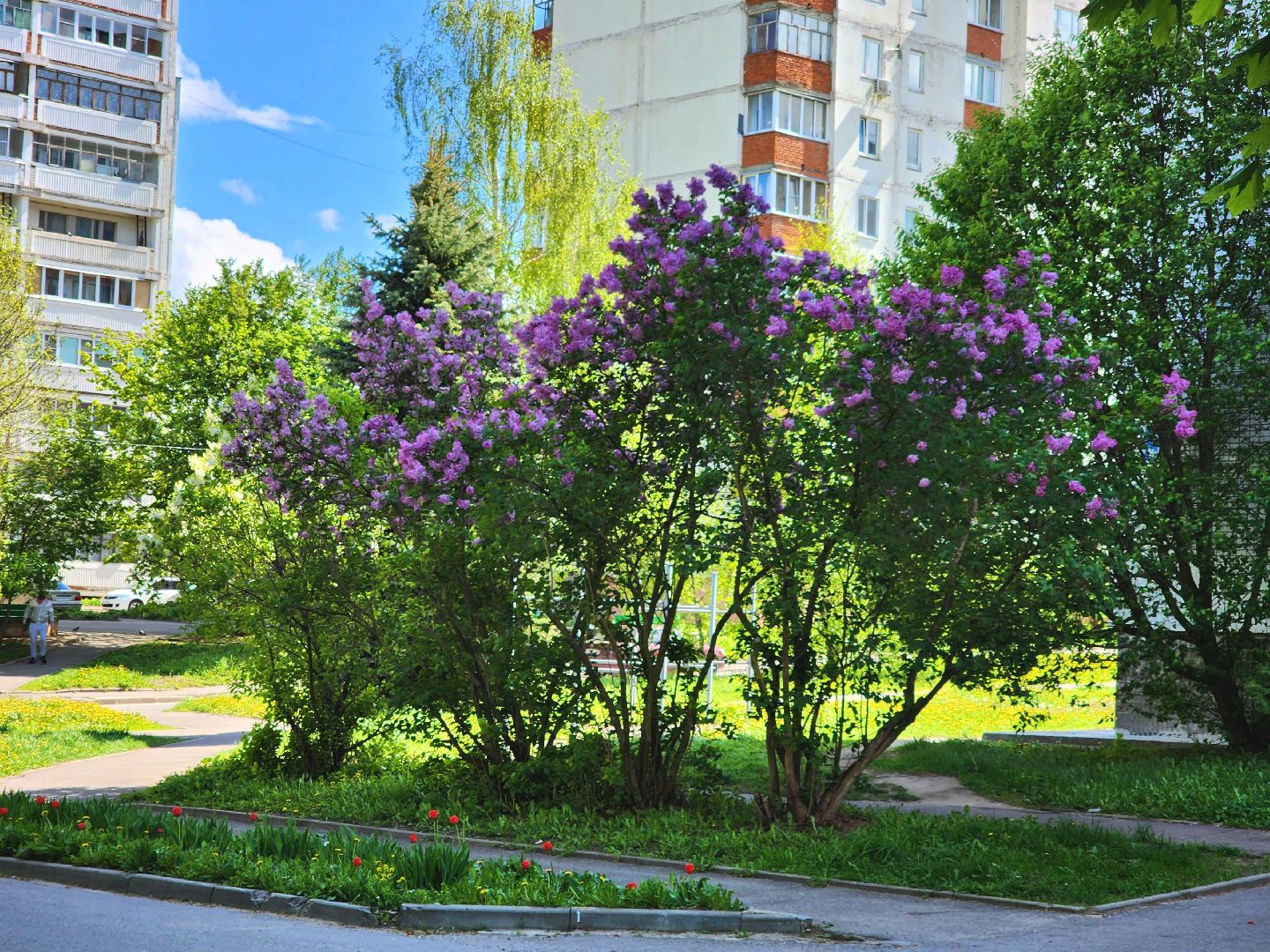 пущино, серпухов, сад победы, экология, сирень,