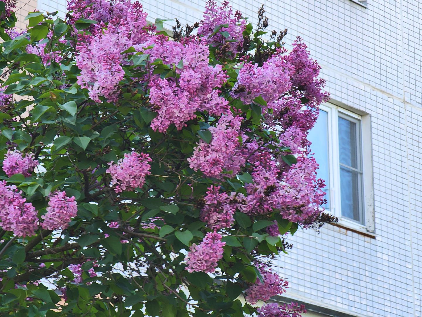 пущино, серпухов, сад победы, экология, сирень,