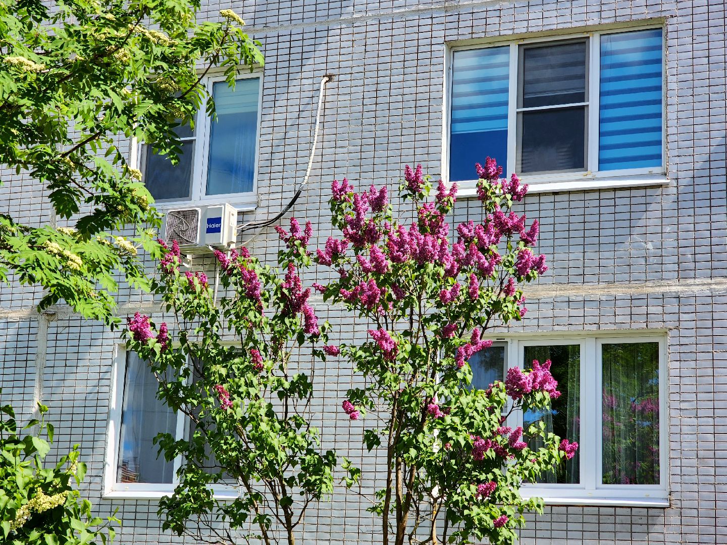 пущино, серпухов, сад победы, экология, сирень,