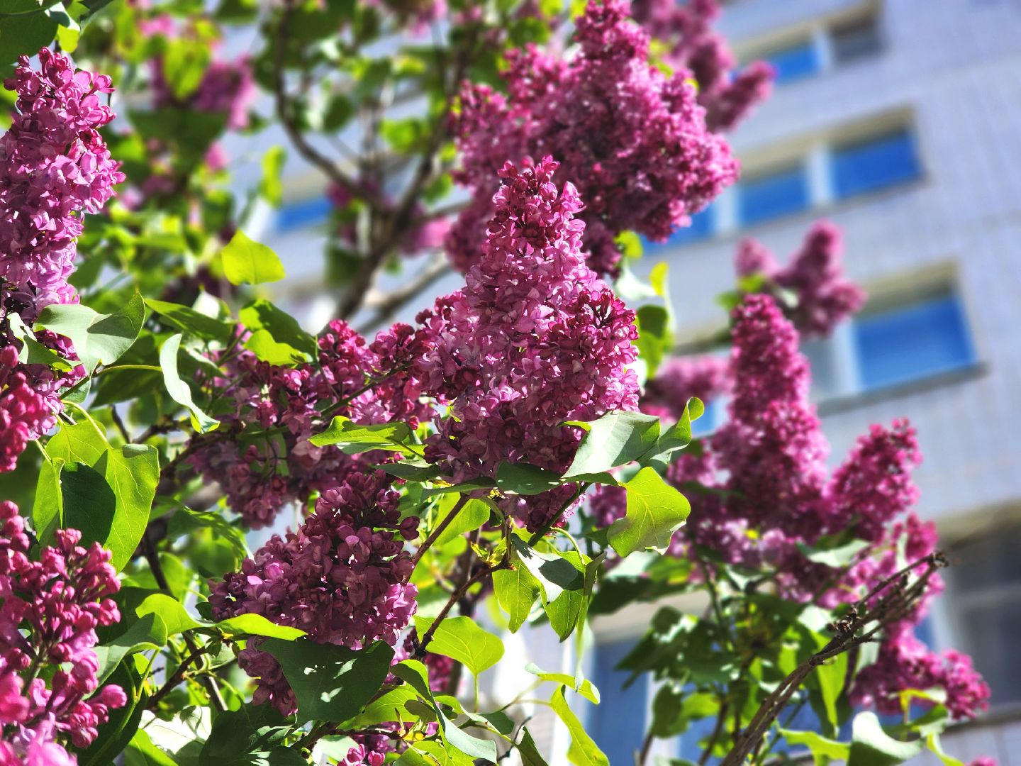 пущино, серпухов, сад победы, экология, сирень,