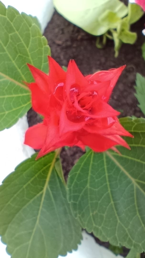 цветы, благоустройство, лобня,