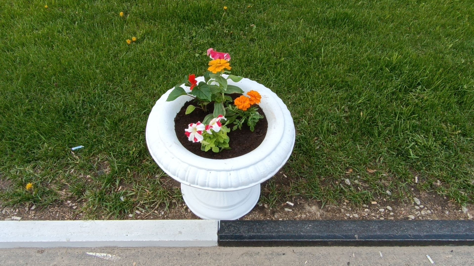 цветы, благоустройство, лобня,