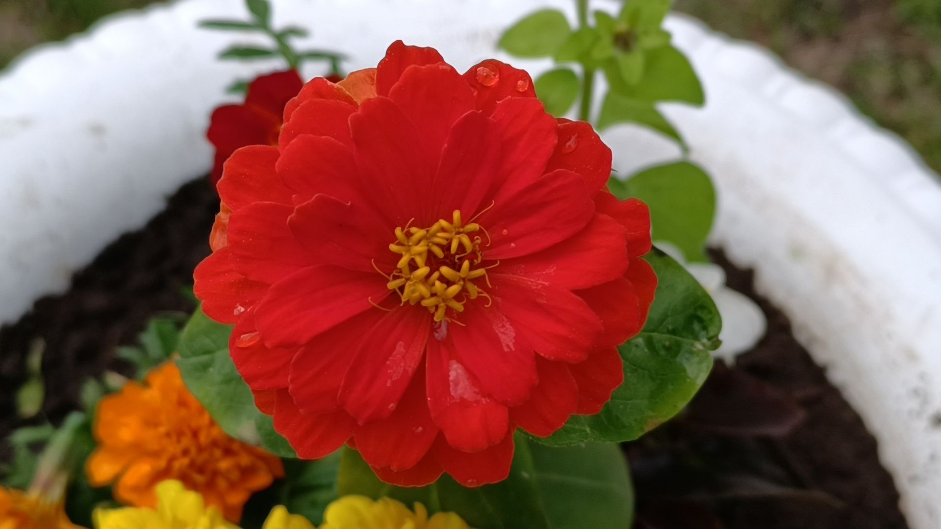 цветы, благоустройство, лобня,