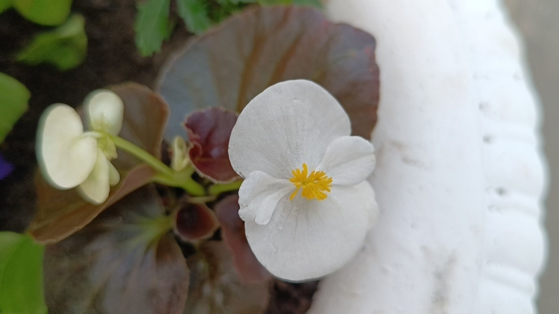 цветы, благоустройство, лобня,
